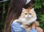 Fanny - British Shorthair Kitten For Sale - Fair Oaks&comma; CA&comma; US