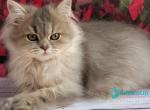 Cassie - British Shorthair Kitten For Sale - Pembroke Pines&comma; FL&comma; US