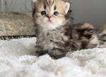 Elvis - Scottish Straight Kitten For Sale - New York&comma; NY&comma; US