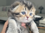 Eddy - Scottish Fold Kitten For Sale - New York&comma; NY&comma; US