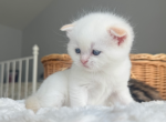 Elf - Scottish Fold Kitten For Sale - New York&comma; NY&comma; US
