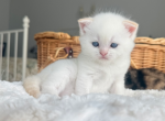 Elf - Scottish Fold Kitten For Sale - Omaha&comma; NE&comma; US