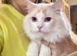 Sir Thomas - Ragdoll Cat For Sale - Lock Haven&comma; PA&comma; US