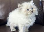 MILES - Siberian Kitten For Sale - Bonita Springs&comma; FL&comma; US
