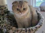 Dara - Scottish Fold Cat For Sale - Cleveland&comma; OH&comma; US