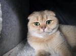 Dara - Scottish Fold Cat For Sale - Cleveland&comma; OH&comma; US