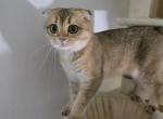 Lucky - Scottish Fold Cat For Sale - Cleveland&comma; OH&comma; US