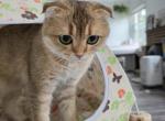 Lucky - Scottish Fold Cat For Sale - Cleveland&comma; OH&comma; US