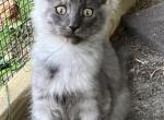 Gale Black Smoke Female - Maine Coon Kitten For Sale - Brave&comma; PA&comma; US