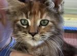 Hazel Torbie Maine Coon Female - Maine Coon Kitten For Sale - Brave&comma; PA&comma; US