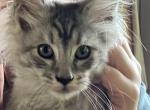 Nimbus Silver Tabby Maine Coon Boy - Maine Coon Kitten For Sale - Brave&comma; PA&comma; US