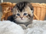 Eddy - Scottish Fold Kitten For Sale - Kansas City&comma; MO&comma; US