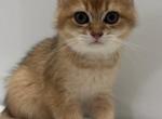 Coco - Scottish Straight Kitten For Sale - Naperville&comma; IL&comma; US