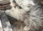 Ollie - Persian Kitten For Sale - 