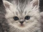 Lucas - Persian Kitten For Sale - 