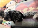 Nine - American Longhair Kitten For Sale - Aurora&comma; CO&comma; US