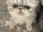 Bodie - Persian Kitten For Sale - Fleming Island&comma; FL&comma; US