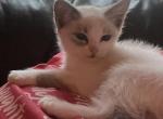 Ragameses - Ragdoll Kitten For Sale - Gardnerville&comma; NV&comma; US