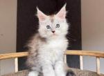 milo - Maine Coon Kitten For Adoption - Los Angeles&comma; CA&comma; US