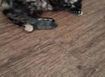 Fania - Siamese Kitten For Sale - TX&comma; US