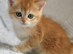 British Shorthair Golden Female - British Shorthair Kitten For Sale - 
