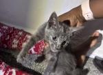 No name - Siamese Kitten For Sale - Newport News&comma; VA&comma; US