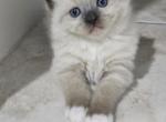 Troy - Ragdoll Kitten For Sale - Homestead&comma; FL&comma; US