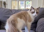 Ivy TICA Registered Seal Bicolor Ragdoll - Ragdoll Cat For Sale/Service - Lock Haven&comma; PA&comma; US