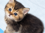 Scottish Straight - Scottish Straight Kitten For Sale - Brooklyn&comma; NY&comma; US