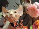 Lolo - Bambino Kitten For Sale - Cape Coral&comma; FL&comma; US