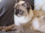 Kitty TICA Registered Blue Point Ragdoll - Ragdoll Cat For Sale/Service - Lock Haven&comma; PA&comma; US