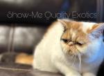 Frannie - Exotic Kitten For Sale - 