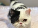 Felix - Exotic Kitten For Sale - 