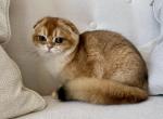 Scottish Fold Golden Male - Scottish Fold Cat For Sale - 
