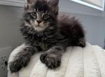 Jacky - Maine Coon Kitten For Sale - Wrightstown&comma; NJ&comma; US