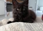 Jason - Maine Coon Kitten For Sale - Wrightstown&comma; NJ&comma; US