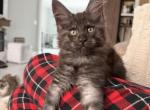 Jhonny - Maine Coon Kitten For Sale - Wrightstown&comma; NJ&comma; US