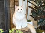 Carina Ragdoll Companion - Ragdoll Cat For Sale - Lock Haven&comma; PA&comma; US