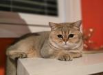 Glow - Scottish Straight Cat For Sale - 