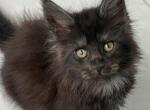 Jaz - Maine Coon Kitten For Sale - Wrightstown&comma; NJ&comma; US