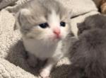 Scottish Kittens - Scottish Fold Kitten For Sale - Avondale&comma; AZ&comma; US