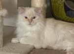 Cappy - Ragdoll Cat For Adoption - 