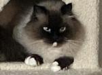 Zappy - Ragdoll Cat For Adoption - Delran&comma; NJ&comma; US