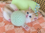 Griffin - British Shorthair Kitten For Sale - TN&comma; US