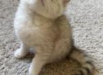 Mina - British Shorthair Kitten For Sale - Smyrna&comma; TN&comma; US