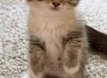 Maya - Scottish Fold Kitten For Sale - Smyrna&comma; TN&comma; US