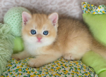 Glen - British Shorthair Kitten For Sale - TN&comma; US