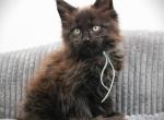 Black male - Maine Coon Kitten For Sale - Cedar Grove&comma; TN&comma; US