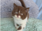 Freddy - British Shorthair Kitten For Sale - TN&comma; US
