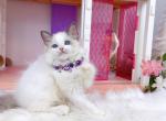 R282 - Ragdoll Kitten For Sale - Los Angeles&comma; CA&comma; US